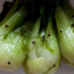 blogbabybokchoy